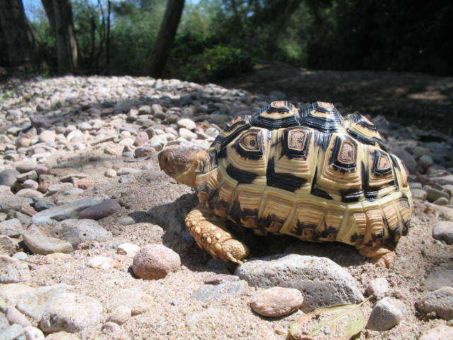 Geochelone Pardalis