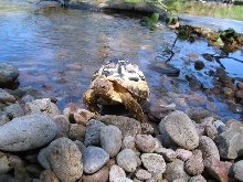 Geochelone Pardalis