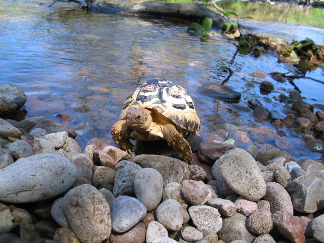 Geochelone Pardalis