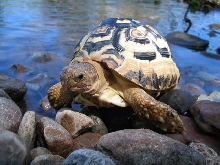 Geochelone Pardalis