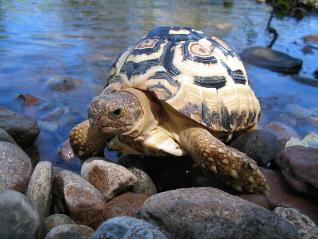 Geochelone Pardalis