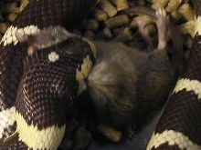 LAMPROPELTIS GETULA