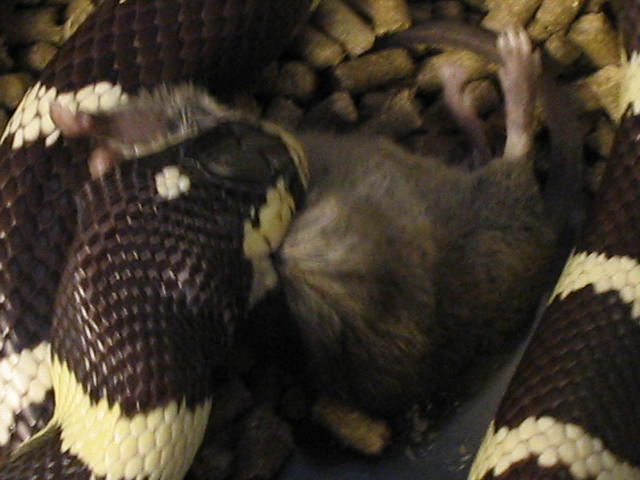 LAMPROPELTIS GETULA