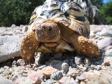 Geochelone Pardalis