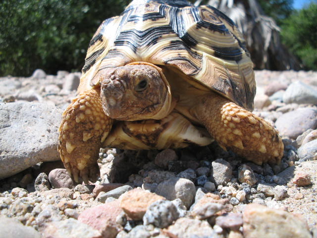 Geochelone Pardalis