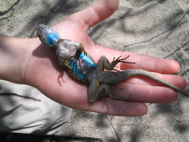 Blue bellied swift
