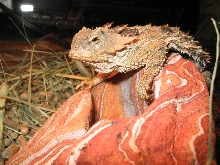 california southern desert horned lizard