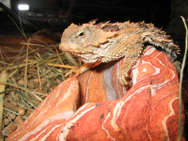 california southern desert horned lizard