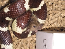 LAMPROPELTIS GETULA