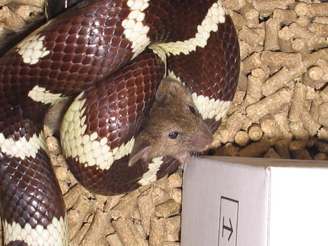 LAMPROPELTIS GETULA
