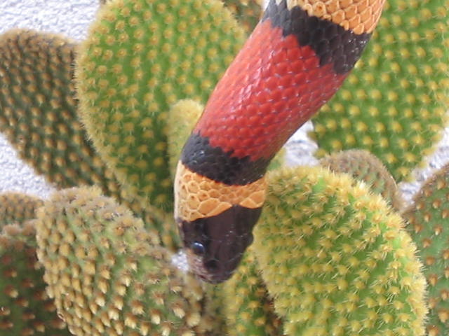 LAMPROPELTIS ZONATA