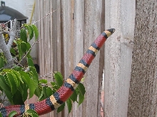 LAMPROPELTIS ZONATA