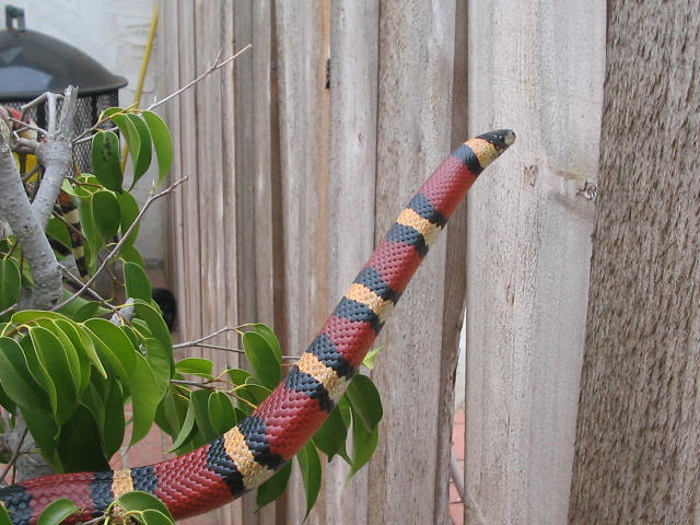 LAMPROPELTIS ZONATA