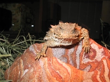 california southern desert horned lizard