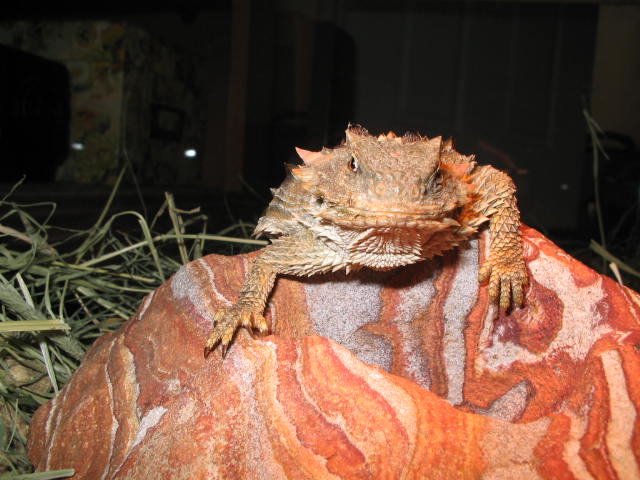 california southern desert horned lizard