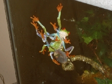 mating frenzy