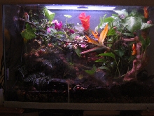 new more colorfull RETF tank