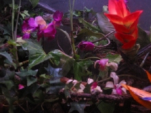 my tank with new colorfull flowers