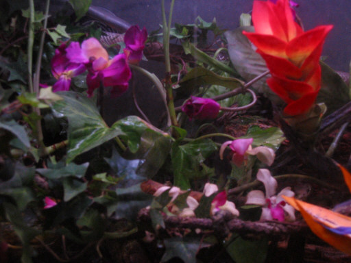 my tank with new colorfull flowers
