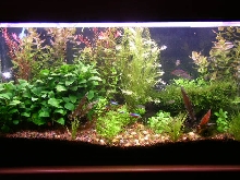 aquaphish's 40 gal