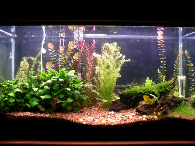 Older  view of my 40 gal.
