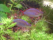 Pair of Dwarf Neon Rainbows