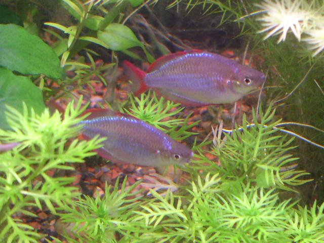 Pair of Dwarf Neon Rainbows