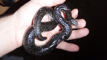 Eryx miliaris nogaiorum