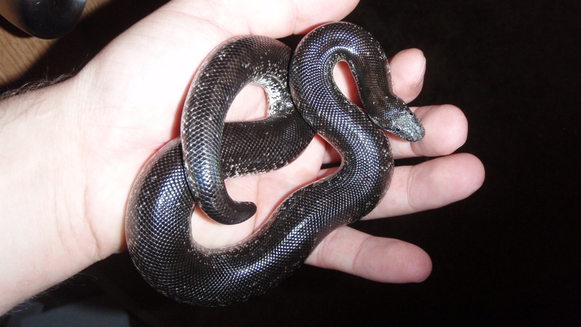 Eryx miliaris nogaiorum