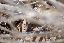 Female Common Side Blotched