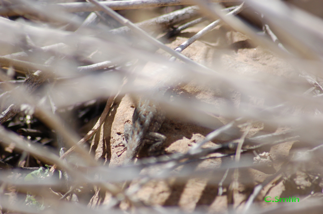 Female Common Side Blotched