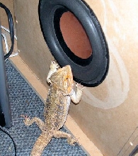 Avalanche chilling to Bass