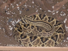C. Durissus