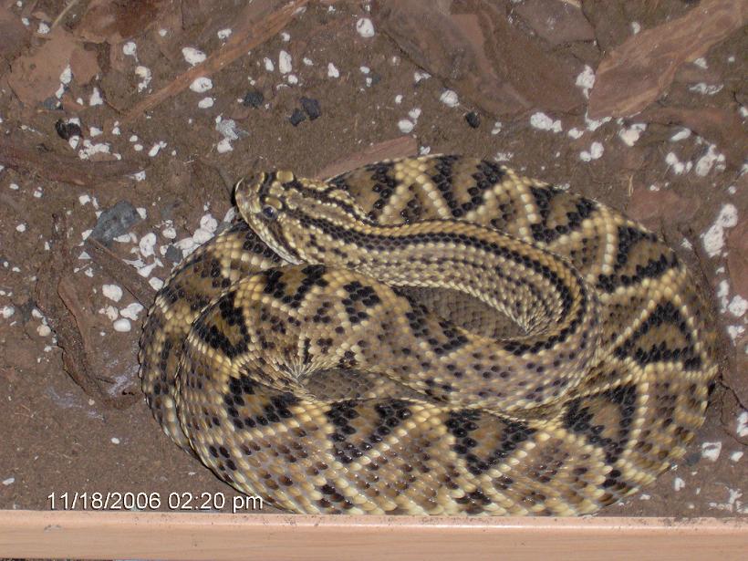C. Durissus
