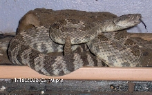 Southern Pacific Rattlesnake