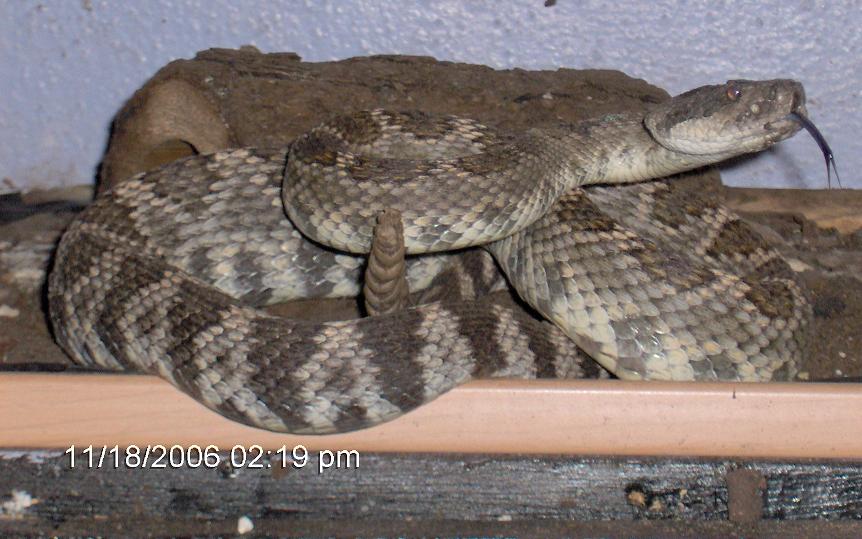 Southern Pacific Rattlesnake