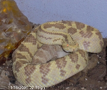 Spooky- xanthic Culminatus