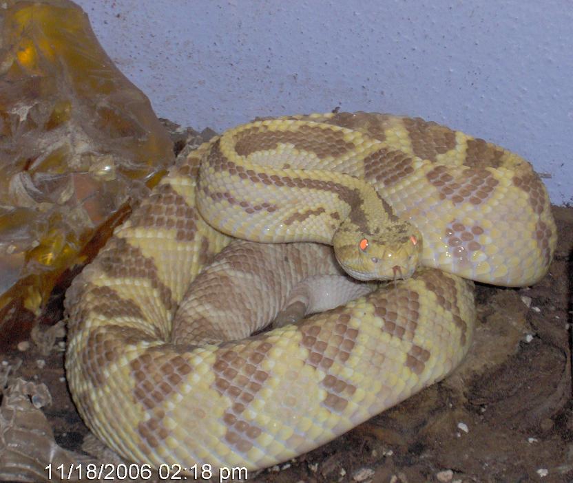 Spooky- xanthic Culminatus