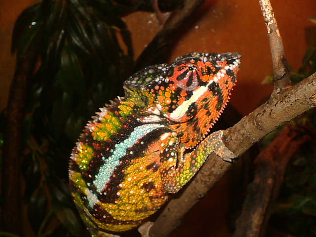 "maceo" my sambava