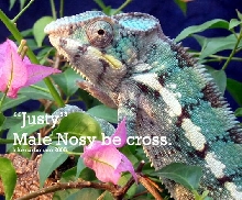 "justymuddflaps" nosy be cross