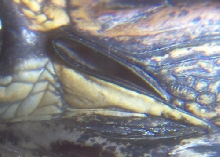 Gator ear