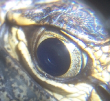 Gator eye