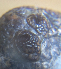 Gator nose