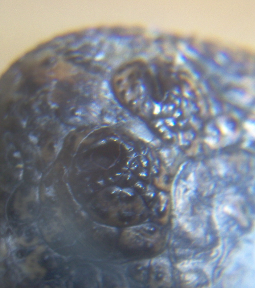 Gator nose