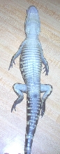 Gator in trance