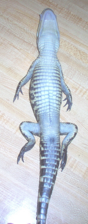 Gator in trance