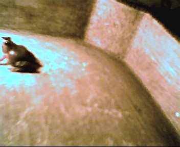 my new peeper