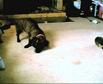 playin with the toy