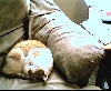 angel sleeping away