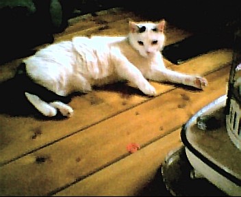 jasmine layin down